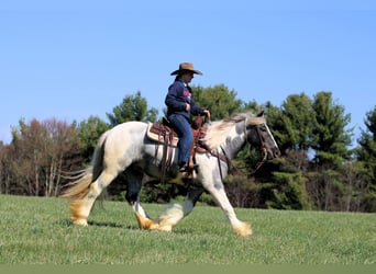 Tinker, Merrie, 3 Jaar, 147 cm, Gevlekt-paard