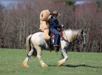 Tinker, Merrie, 3 Jaar, 147 cm, Gevlekt-paard