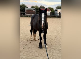 Tinker, Merrie, 3 Jaar, 147 cm, Zwart