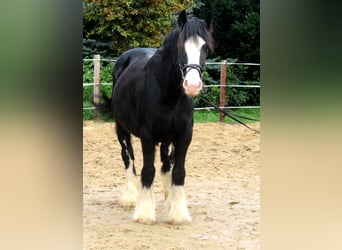 Tinker, Merrie, 3 Jaar, 147 cm, Zwart