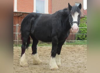 Tinker, Merrie, 3 Jaar, 147 cm, Zwart
