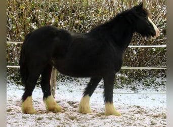 Tinker, Merrie, 3 Jaar, 147 cm, Zwart