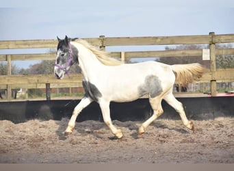 Tinker, Merrie, 3 Jaar, 148 cm, Gevlekt-paard