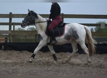 Tinker, Merrie, 3 Jaar, 148 cm, Gevlekt-paard