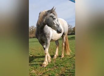 Tinker Mix, Merrie, 3 Jaar, 152 cm, Blauwschimmel