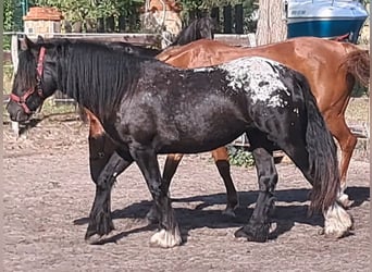 Tinker, Merrie, 3 Jaar, 152 cm