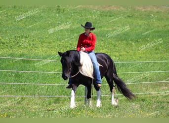 Tinker, Merrie, 3 Jaar, 155 cm, Gevlekt-paard