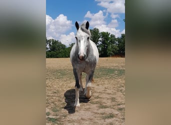 Tinker Mix, Merrie, 3 Jaar, 158 cm, Blauwschimmel