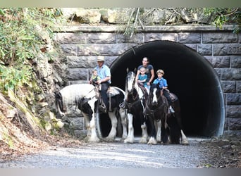 Tinker, Merrie, 3 Jaar, Zwart