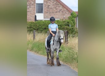 Tinker, Merrie, 4 Jaar, 117 cm, Blauwschimmel