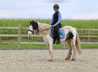 Tinker, Merrie, 4 Jaar, 120 cm, Gevlekt-paard