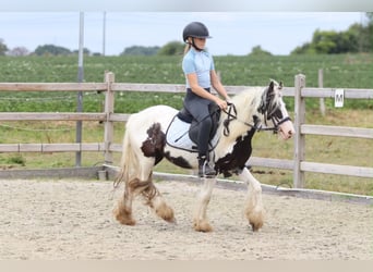 Tinker, Merrie, 4 Jaar, 120 cm, Gevlekt-paard