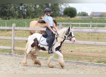 Tinker, Merrie, 4 Jaar, 120 cm, Gevlekt-paard