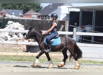 Tinker, Merrie, 4 Jaar, 120 cm, Zwart