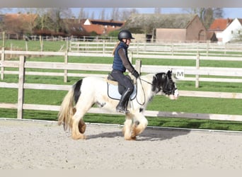 Tinker, Merrie, 4 Jaar, 122 cm, Gevlekt-paard