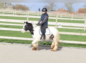 Tinker, Merrie, 4 Jaar, 122 cm, Gevlekt-paard