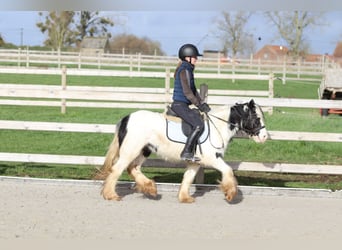 Tinker, Merrie, 4 Jaar, 122 cm, Gevlekt-paard