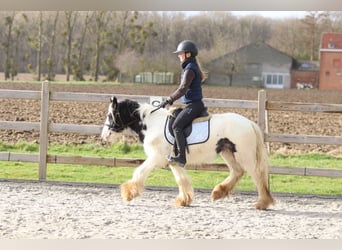 Tinker, Merrie, 4 Jaar, 122 cm, Gevlekt-paard