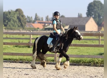 Tinker, Merrie, 4 Jaar, 123 cm, Gevlekt-paard