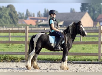 Tinker, Merrie, 4 Jaar, 123 cm, Gevlekt-paard