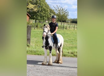 Tinker, Merrie, 4 Jaar, 125 cm, Gevlekt-paard