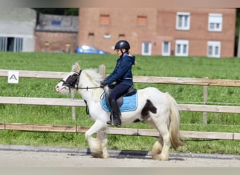 Tinker, Merrie, 4 Jaar, 126 cm, Gevlekt-paard
