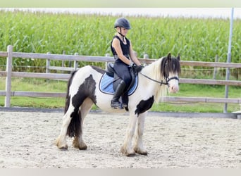 Tinker, Merrie, 4 Jaar, 126 cm, Gevlekt-paard