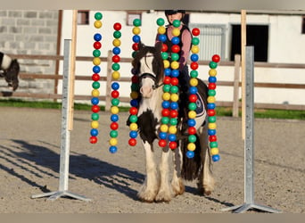 Tinker, Merrie, 4 Jaar, 126 cm, Gevlekt-paard