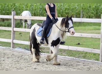 Tinker, Merrie, 4 Jaar, 126 cm, Gevlekt-paard