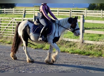 Tinker, Merrie, 4 Jaar, 126 cm, Gevlekt-paard