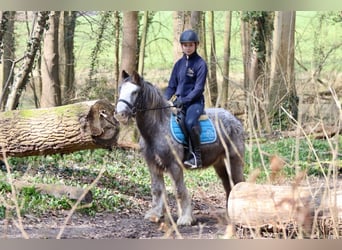 Tinker, Merrie, 4 Jaar, 127 cm, Roan-Blue