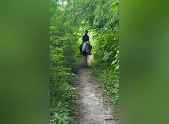 Tinker, Merrie, 4 Jaar, 128 cm, Gevlekt-paard