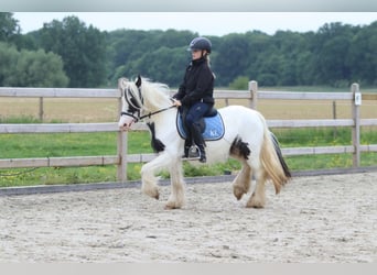 Tinker, Merrie, 4 Jaar, 128 cm, Gevlekt-paard