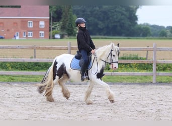 Tinker, Merrie, 4 Jaar, 128 cm, Gevlekt-paard