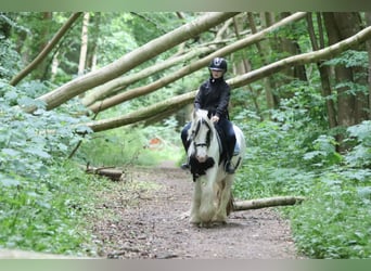 Tinker, Merrie, 4 Jaar, 128 cm, Gevlekt-paard