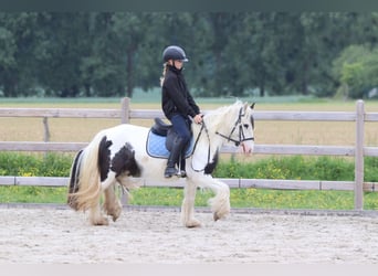 Tinker, Merrie, 4 Jaar, 128 cm, Gevlekt-paard