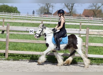 Tinker, Merrie, 4 Jaar, 128 cm, Gevlekt-paard