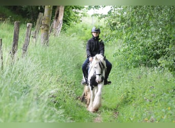 Tinker, Merrie, 4 Jaar, 128 cm, Gevlekt-paard