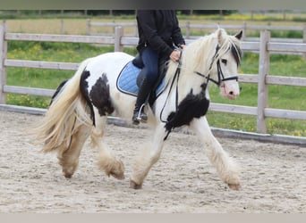 Tinker, Merrie, 4 Jaar, 128 cm, Gevlekt-paard