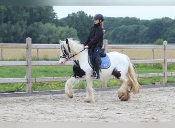 Tinker, Merrie, 4 Jaar, 128 cm, Gevlekt-paard
