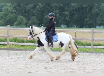 Tinker, Merrie, 4 Jaar, 128 cm, Gevlekt-paard