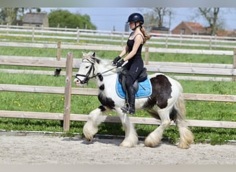 Tinker, Merrie, 4 Jaar, 128 cm, Gevlekt-paard