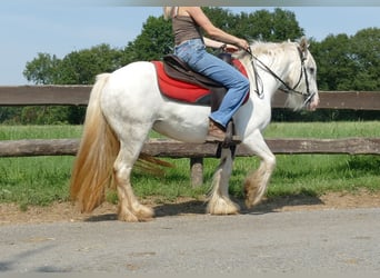 Tinker, Merrie, 4 Jaar, 129 cm, Schimmel