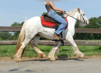 Tinker, Merrie, 4 Jaar, 129 cm, Schimmel