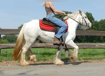 Tinker, Merrie, 4 Jaar, 129 cm, Schimmel