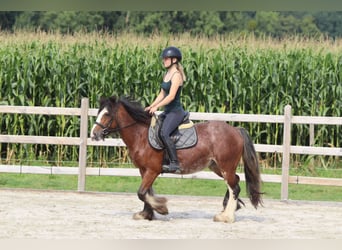 Tinker, Merrie, 4 Jaar, 130 cm, Roan-Bay