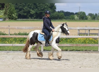 Tinker, Merrie, 4 Jaar, 132 cm, Gevlekt-paard