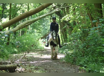 Tinker, Merrie, 4 Jaar, 132 cm, Gevlekt-paard