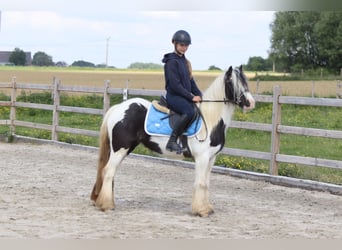 Tinker, Merrie, 4 Jaar, 132 cm, Gevlekt-paard