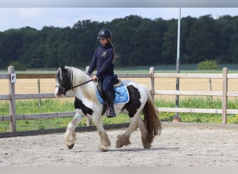 Tinker, Merrie, 4 Jaar, 132 cm, Gevlekt-paard